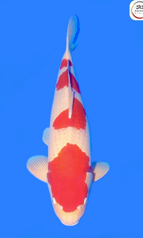 Hiroi-koi165