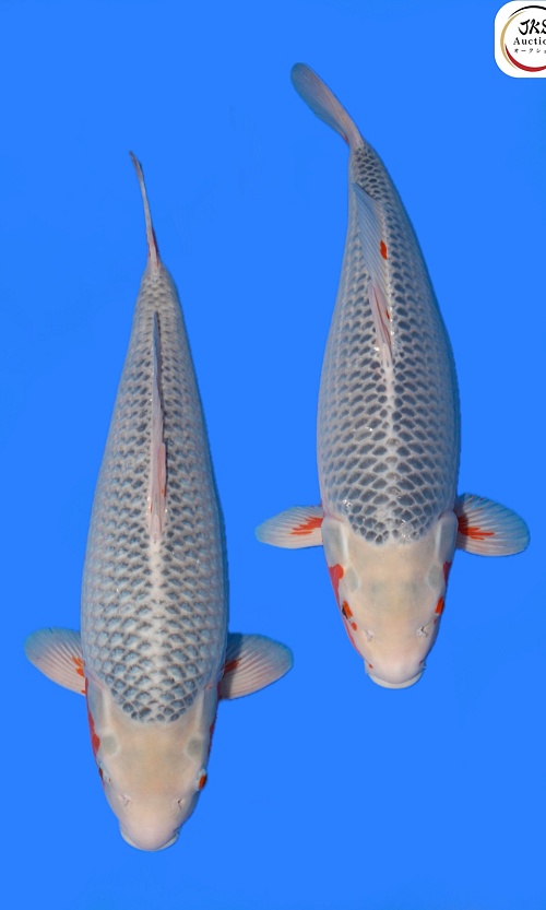 Marudo-koi166