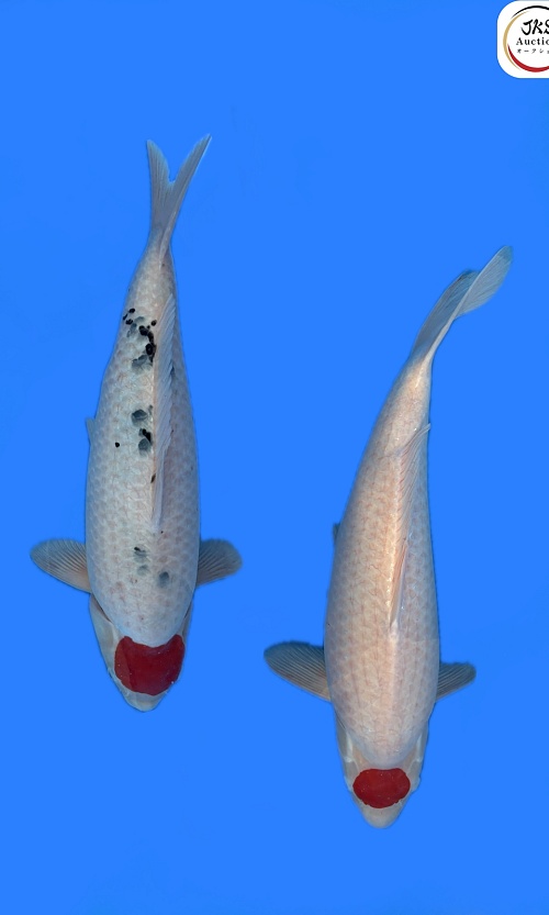 Marudo-koi171