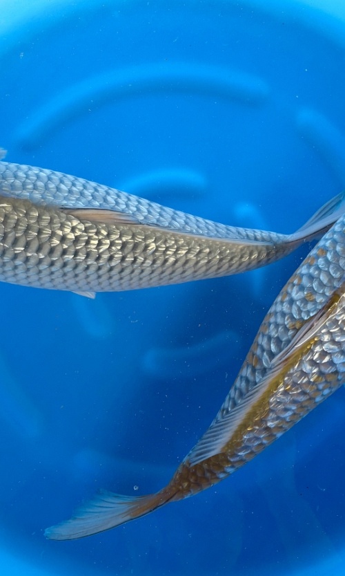 Marusei-koi172