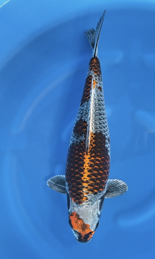 Koshiji (Kase)-koi176